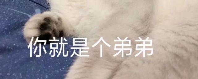 你就是个dd是什么梗？
