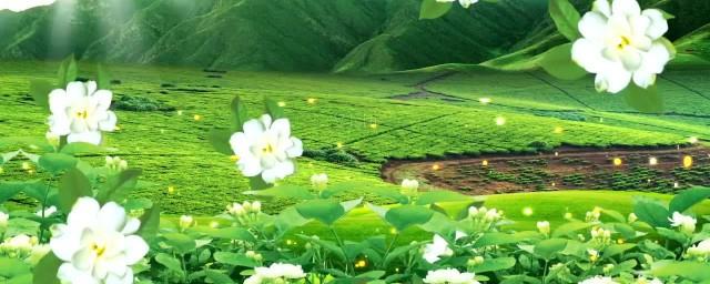 茉莉花歌曲简介