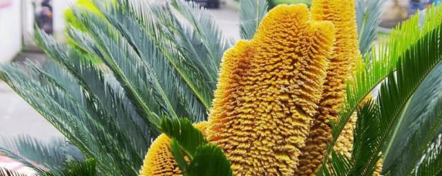 算命说铁树开花的意思