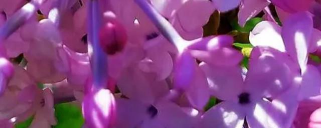丁香花歌词完整版