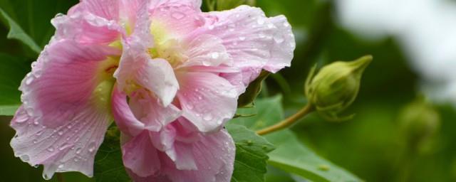芙蓉花语