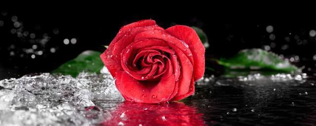 玫瑰花的诗句