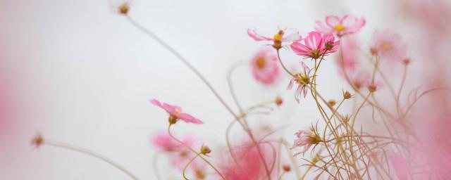 赏花心情说说朋友圈