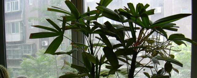 棕竹开花预示什么