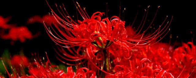 什么花的花语是救赎