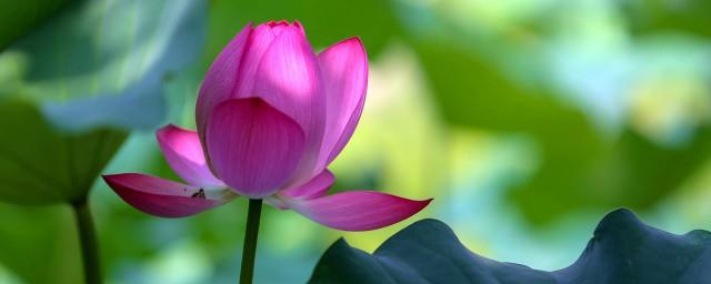 家里院子养荷花有风水忌讳吗