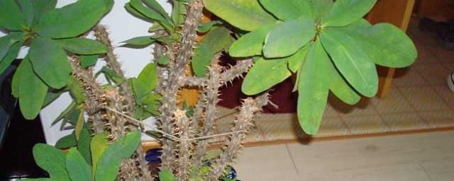 家里养麒麟花吉利吗