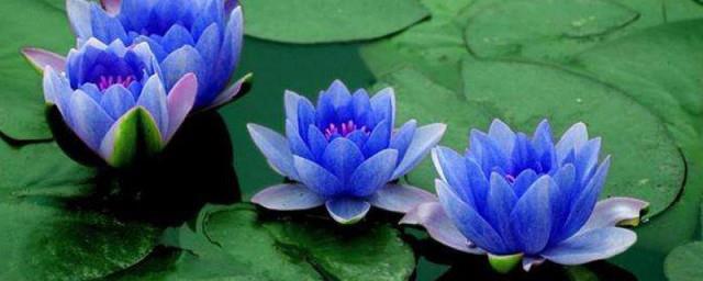蓝莲花寓意