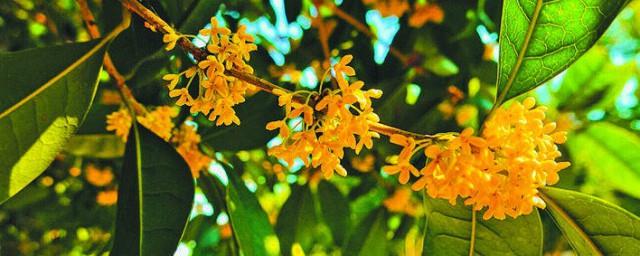 桂花的寓意
