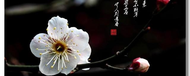 描写腊梅的优美句子