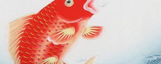 鱼尾的寓意和象征
