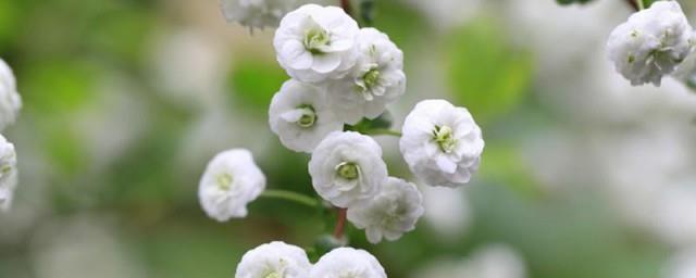 喷雪花花语