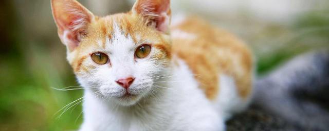 梦见猫狗