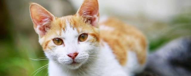 梦见猫进家的含义