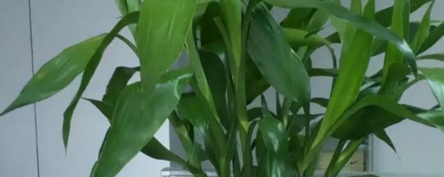 农村家门口放什么植物招财