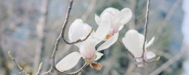 白玉兰的寓意是什么