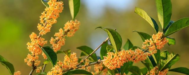 桂花树镇宅吗