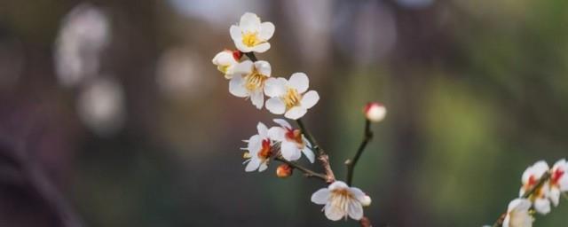 属羊的躲春