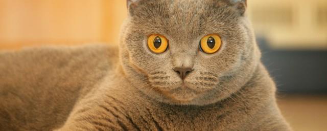 有关描写猫的唯美句子