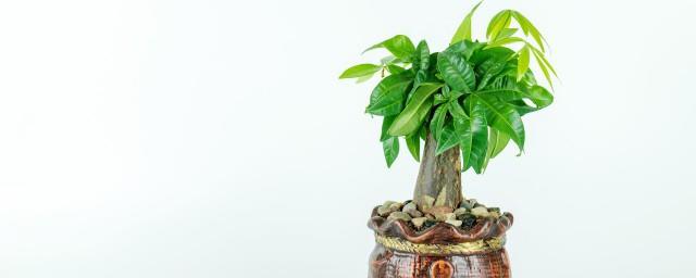 家里放植物风水禁忌