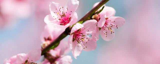 我爱桃花我爱家歌词