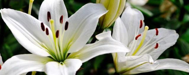 百合花语和寓意是什么