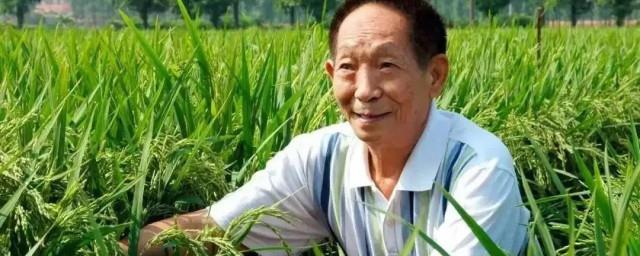 袁隆平的主要事迹简介