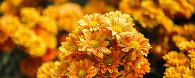 万寿菊的花语