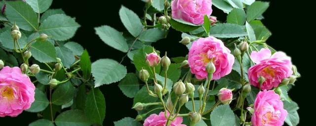蔷薇花代表什么意思
