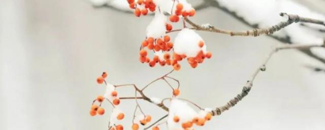 小雪节气早安问候语