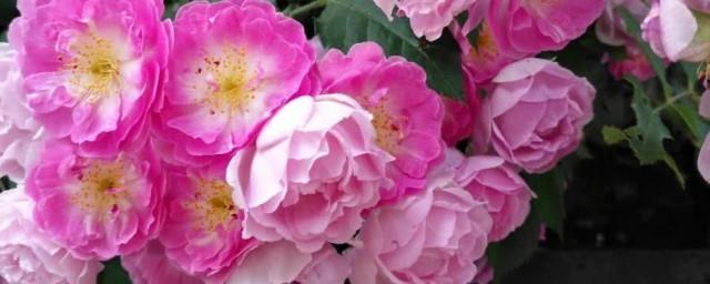 家里养蔷薇花好吗风水好吗