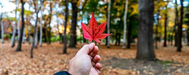 一年四季如何分几个月
