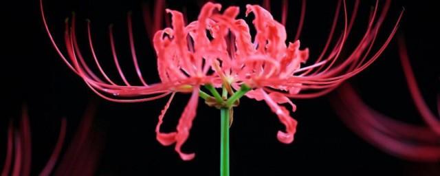 彼岸花寓意