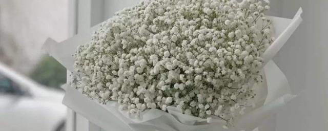 满天星花语和寓意是什么