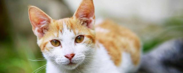 梦见两只猫