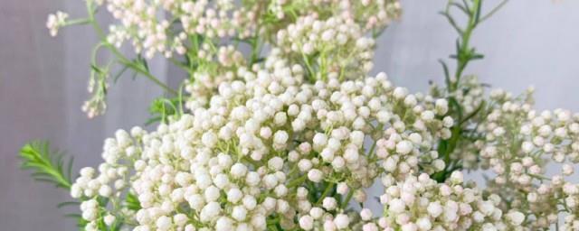 小米花鲜花寓意