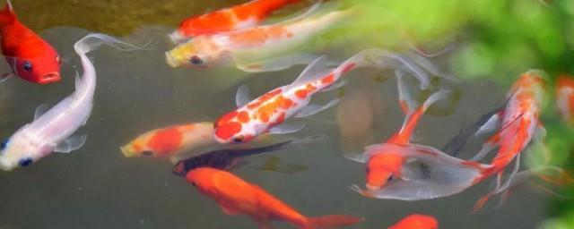 7条锦鲤寓意