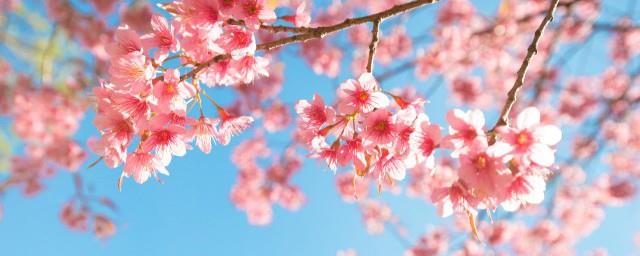 梦见梨花的寓意