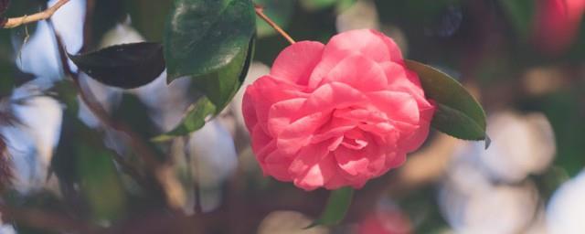 花语心情的句子