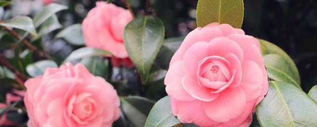 春天的花开是什么歌的歌词