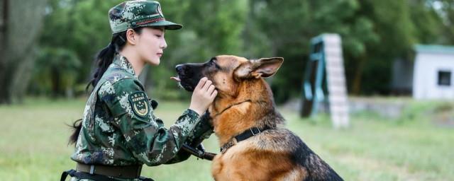 神犬骑兵里的狗狗都叫什么