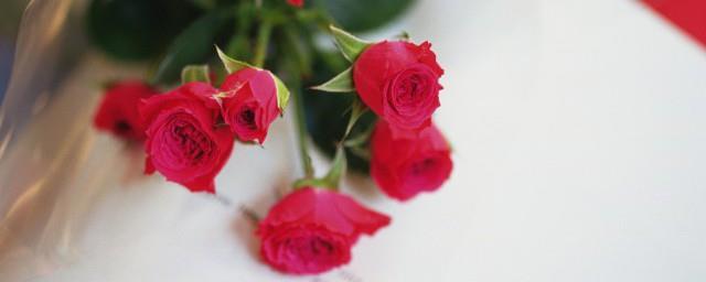21朵红玫瑰的花语是什么