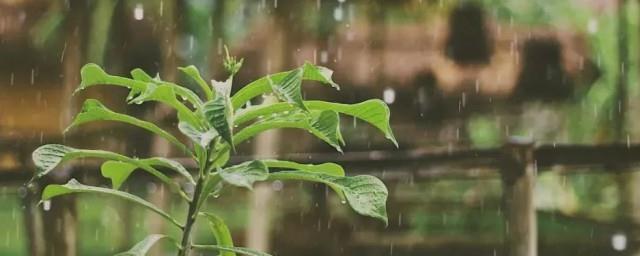 有雨的诗句