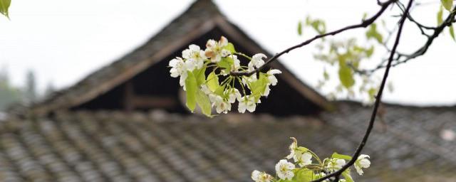 清明节祭扫的意义