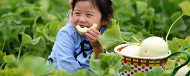 梦见吃甜瓜