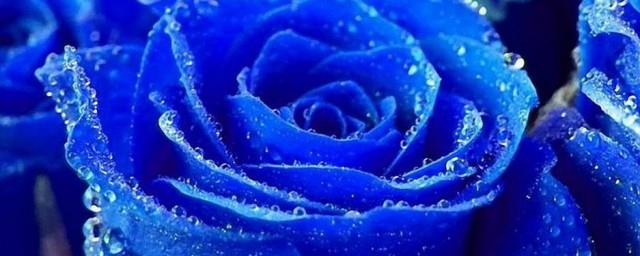 蓝色玫瑰花语是什么意思