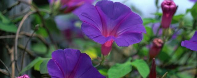 牵牛花寓意