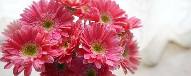 扶郎花适合送什么人