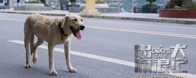 忠犬流浪记结局是什么