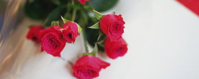 3朵玫瑰花代表什么意思